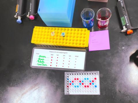 Atividades na placa de Elisa e papel plastificado para treinar a técnica de pipetagem
