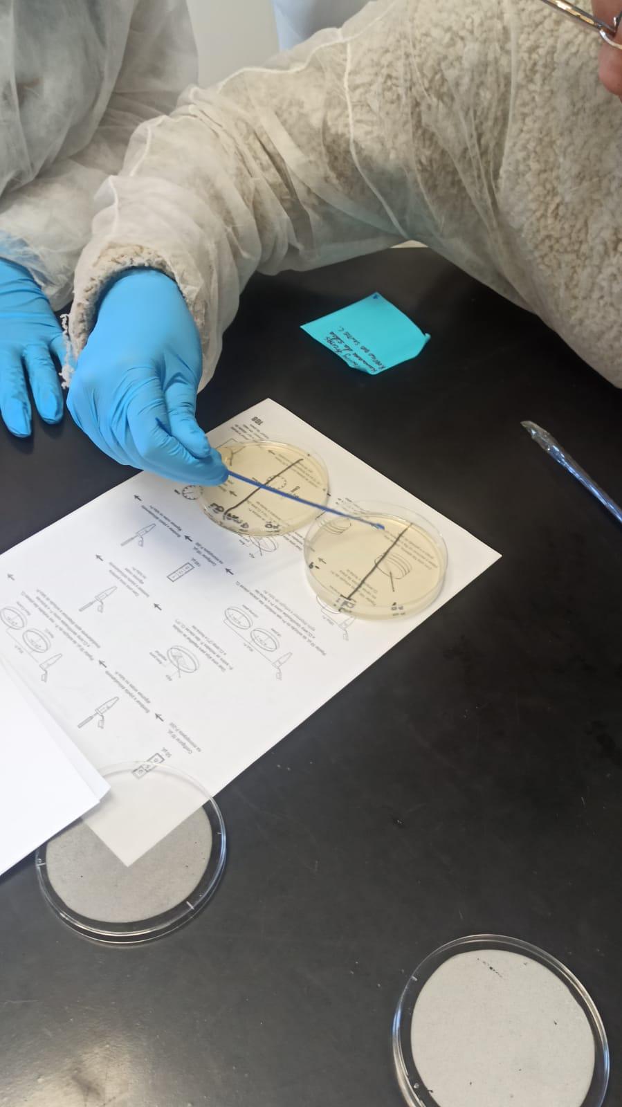 Estudante cultivando bactérias